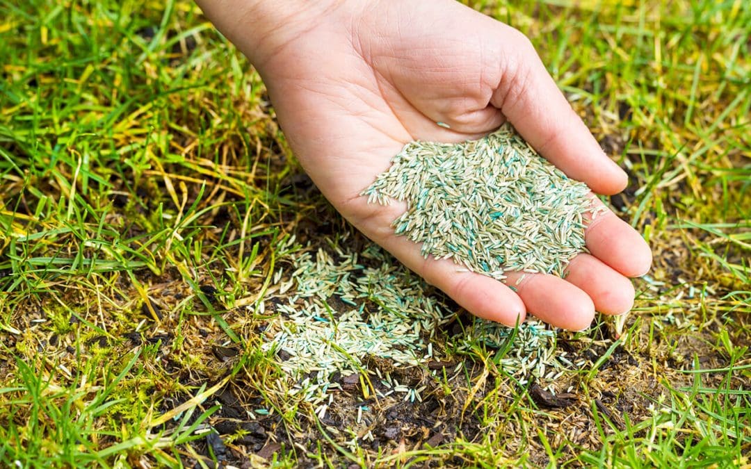 6 Spring Lawn Care Tips