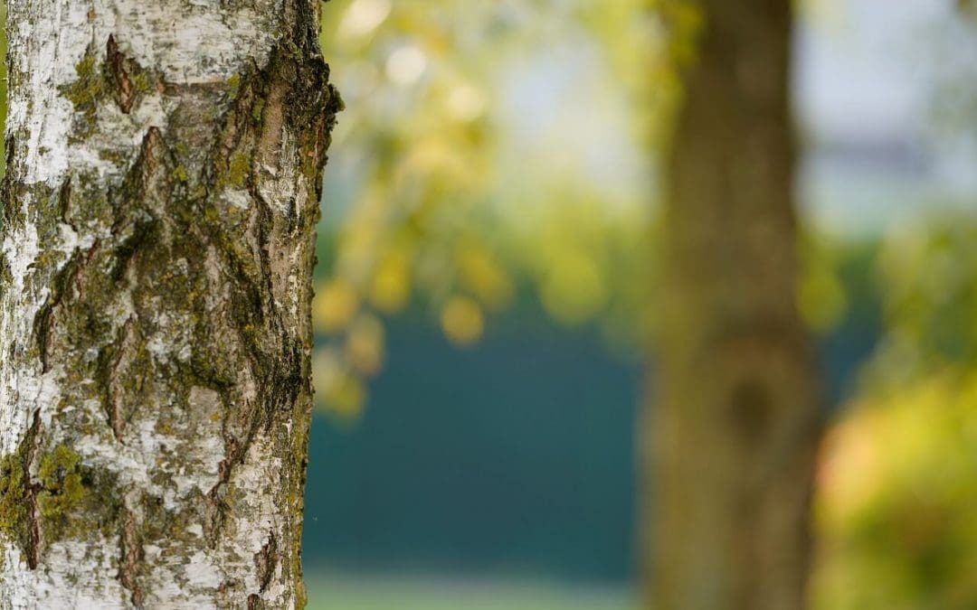 The Basics of Tree Maintenance
