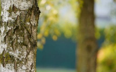 The Basics of Tree Maintenance