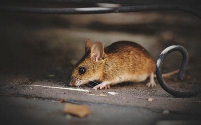 7 Ways to Prevent Pests in Your Home