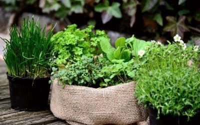 Fall Gardening: 4 Things to Plant in Autumn
