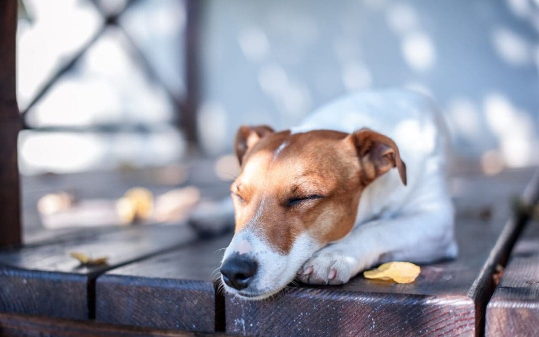 Deck Safety for Children and Pets